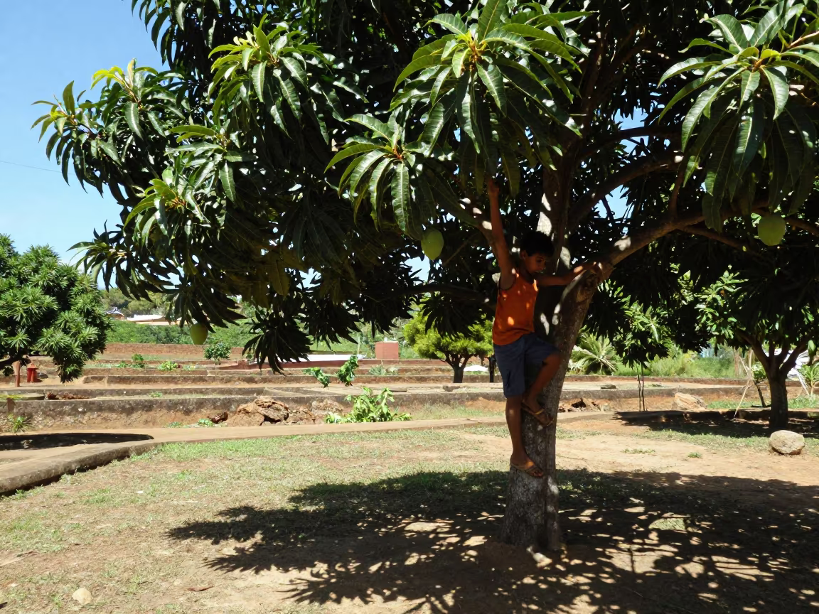 Boy Climbing Mango Tree in Bahia Garden in among terraced garden plots in Bahia