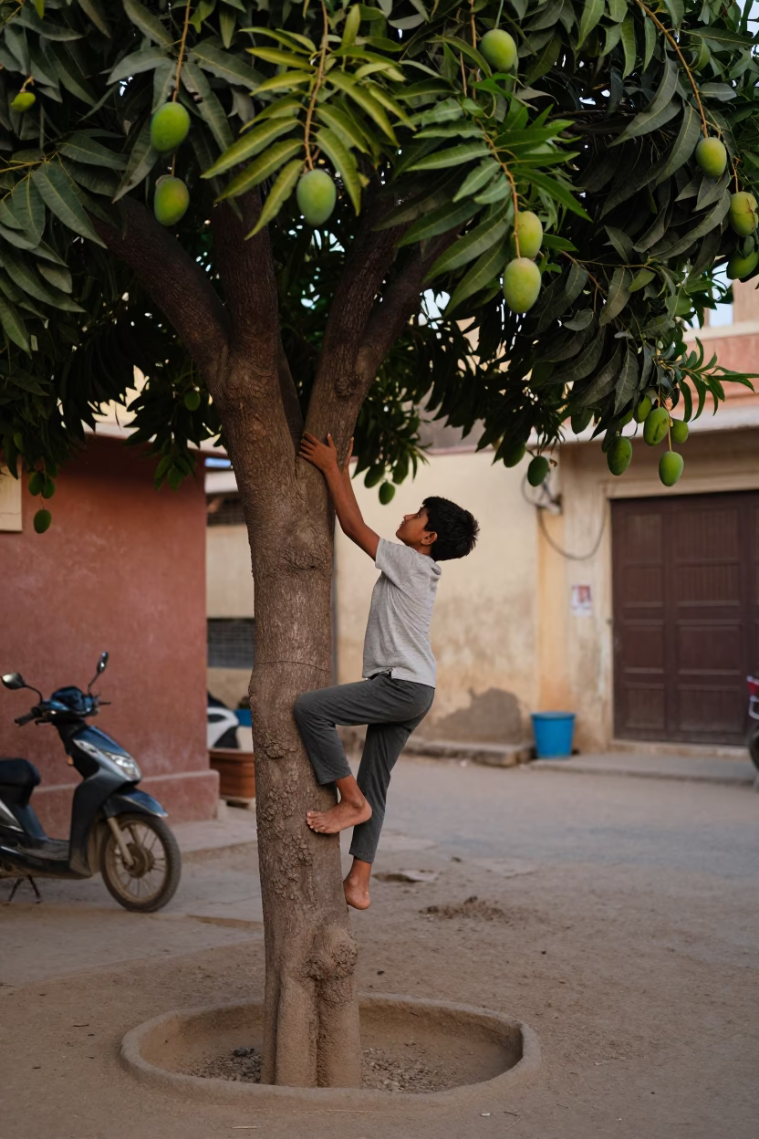 Boy Climbing Mango Tree in Jaipur Early Evening Street Scene in in Jaipur, India