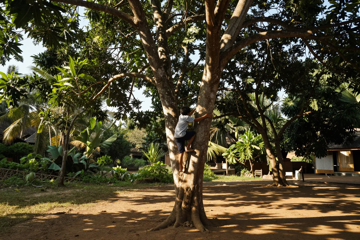 Boy Climbing Mango Tree in Luang Prabang Late Afternoon Light in in Luang Prabang, Laos