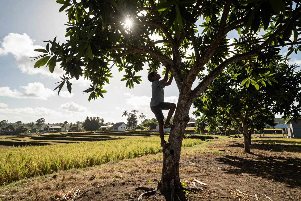 Boy Climbing Tree in Mauritius Dry Season Orchard in among terraced rice paddies in Mauritius