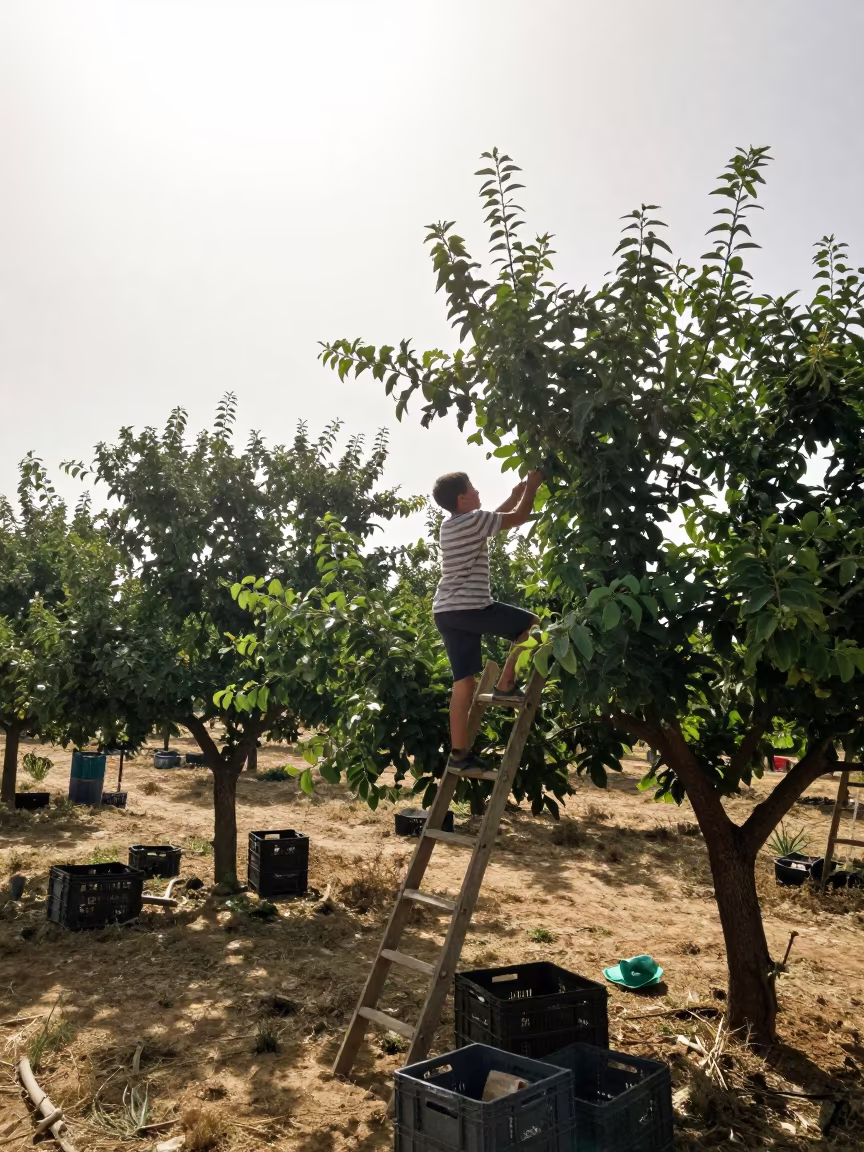 Boy Climbs Tree in Ouargla Summer Orchard in among orchard ladders and crates in Ouargla