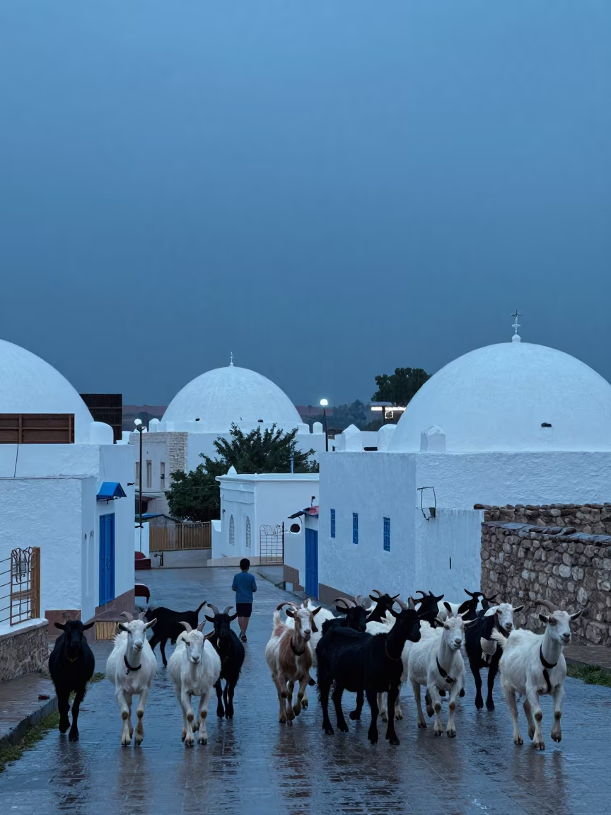 Boy Herding Goats in El Oued Rain in in El Oued