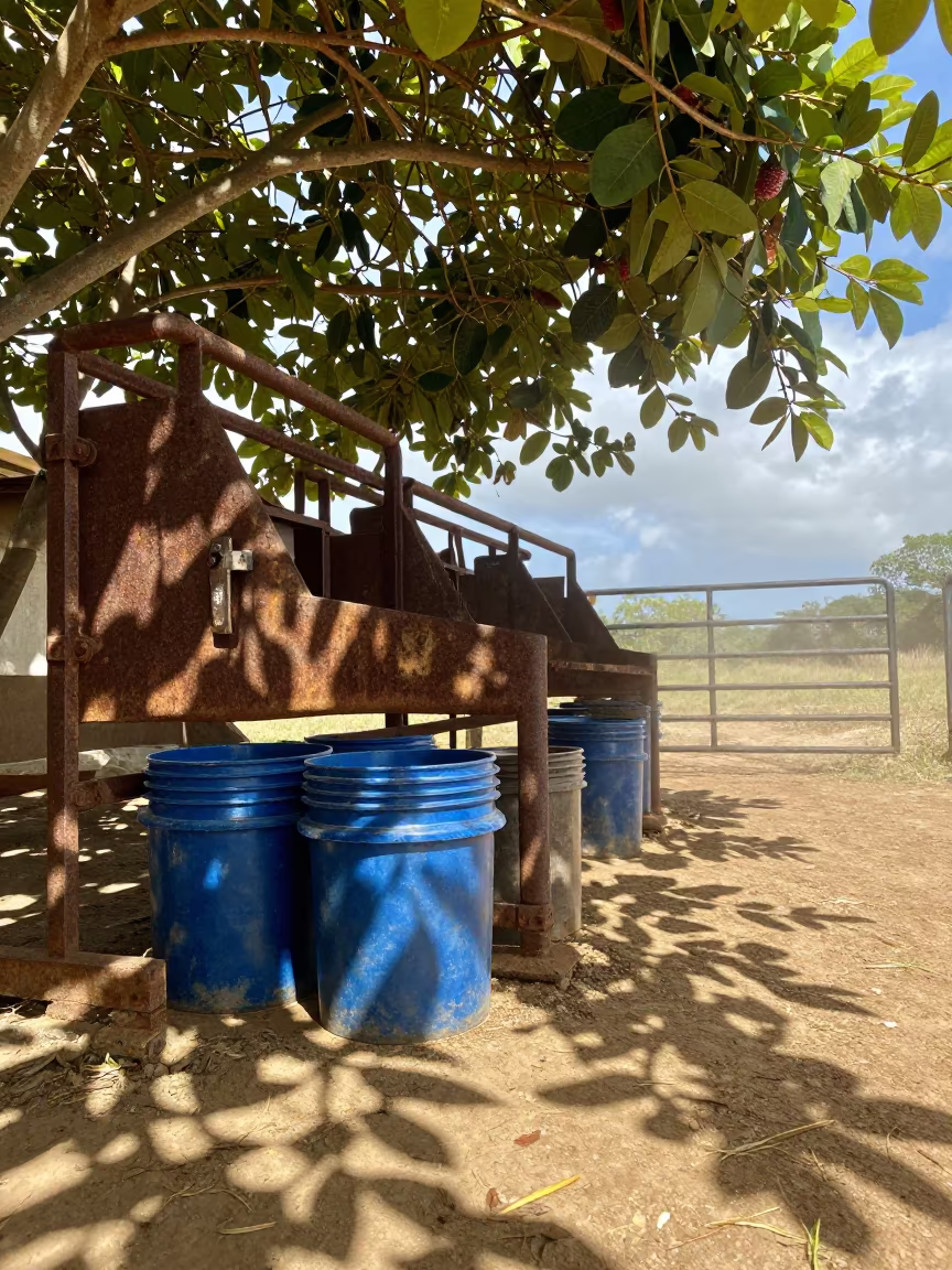 Branding chute beside buckets under dappled light in beside a pasture gate in Jamaica