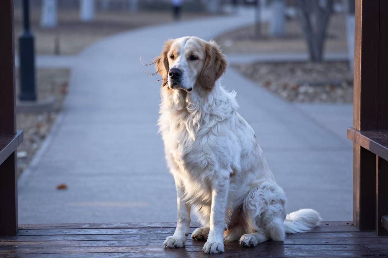 Braque Saint-Germain on Shaded Porch in Lanzhou in along a quiet park path with soft open shade and a clean background in Lanzhou