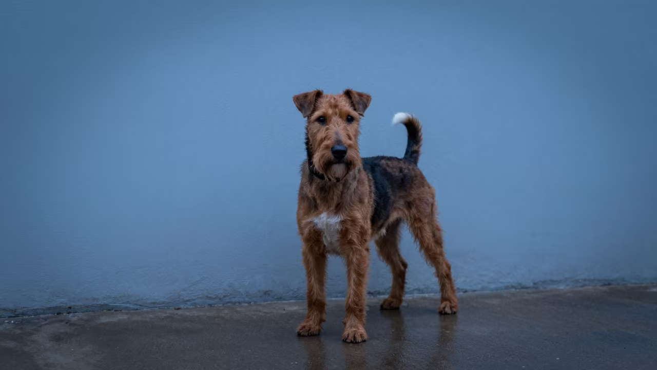 Brazilian Terrier Portrait in Akure Courtyard Light in beside a plain courtyard wall in clear daylight with the animal at eye level near Akure
