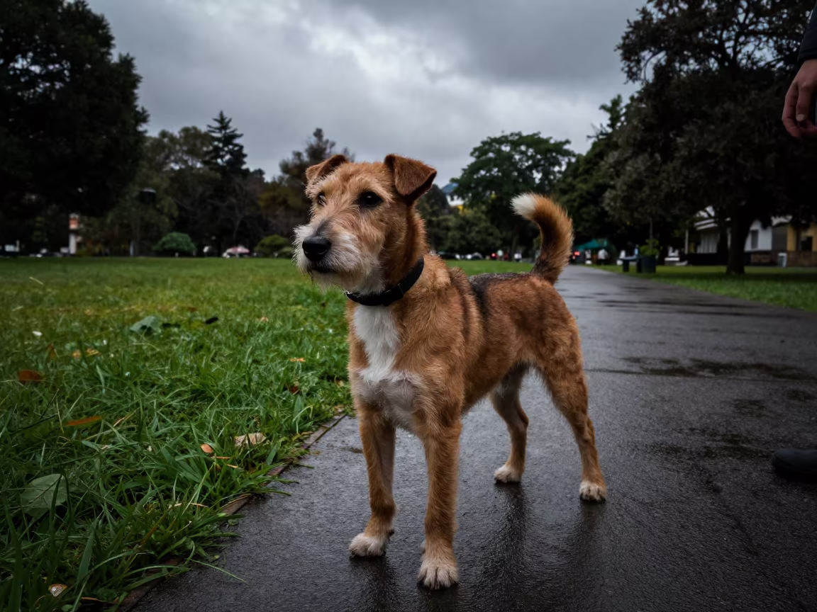 Brazilian Terrier Portrait on Bogota Park Path in along a quiet park path with soft open shade and a clean background in Bogota