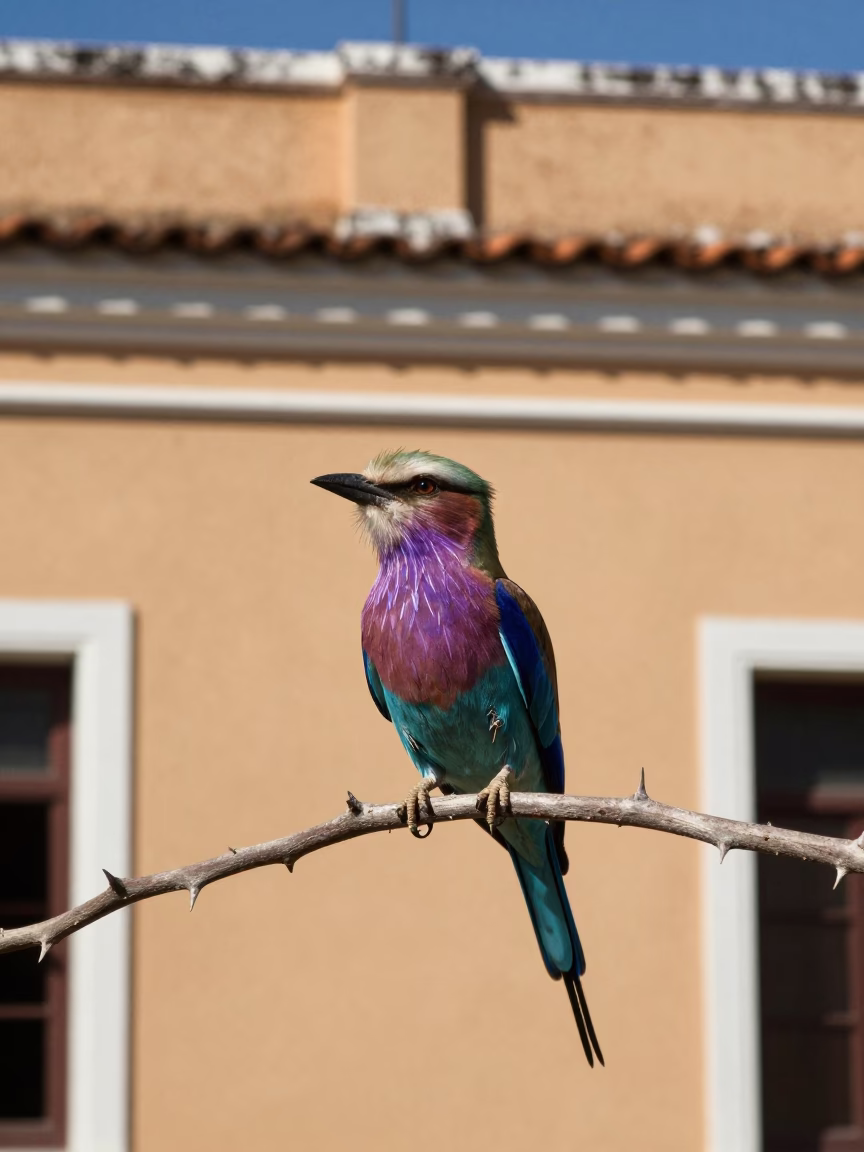 Breasted Roller in Salvador at The Flat Glare Of Noon Light in in Salvador, Brazil