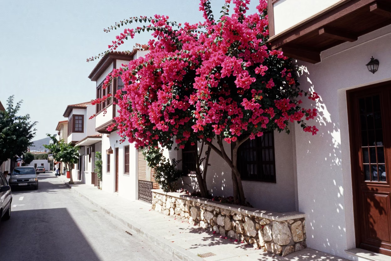 Bright Athens Street Scene with Bougainvillea and Traditional Architecture Under Noon Sun in in Athens, Greece
