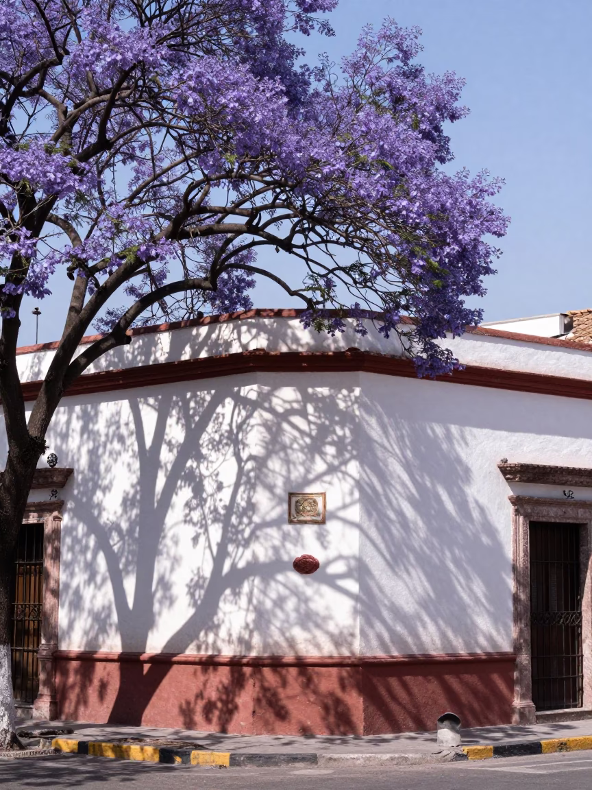 Bright Midday Street Scene in Merida Mexico with Purple Jacaranda and Bicycle in in Merida, Mexico