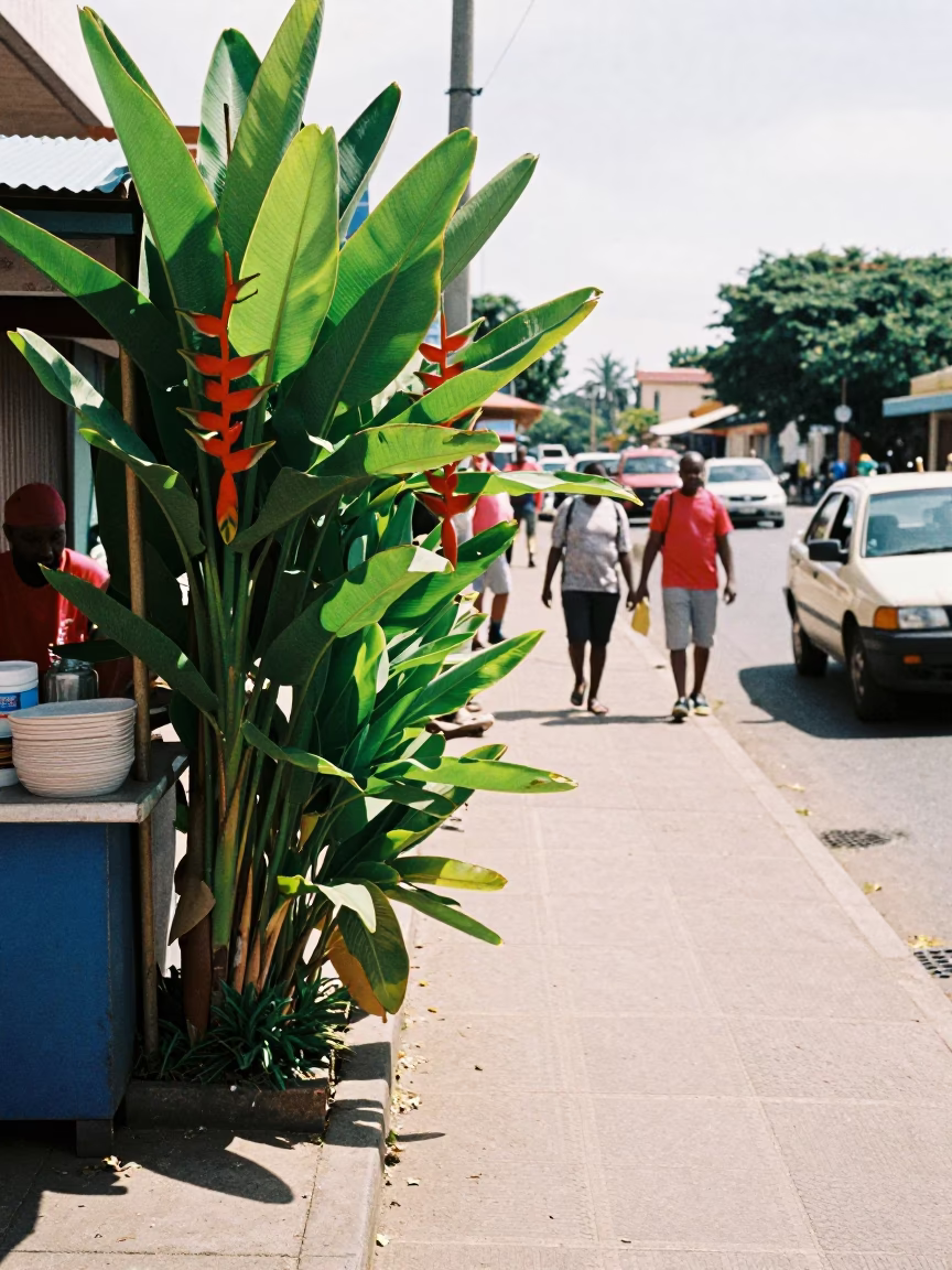 Bright Midmorning Durban Street Scene with Heliconia and Local Market Activity in in Durban, South Africa