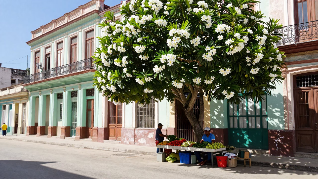 Bright Midmorning Havana Street Scene with Frangipani Tree and Local Market Activity in in Havana, Cuba