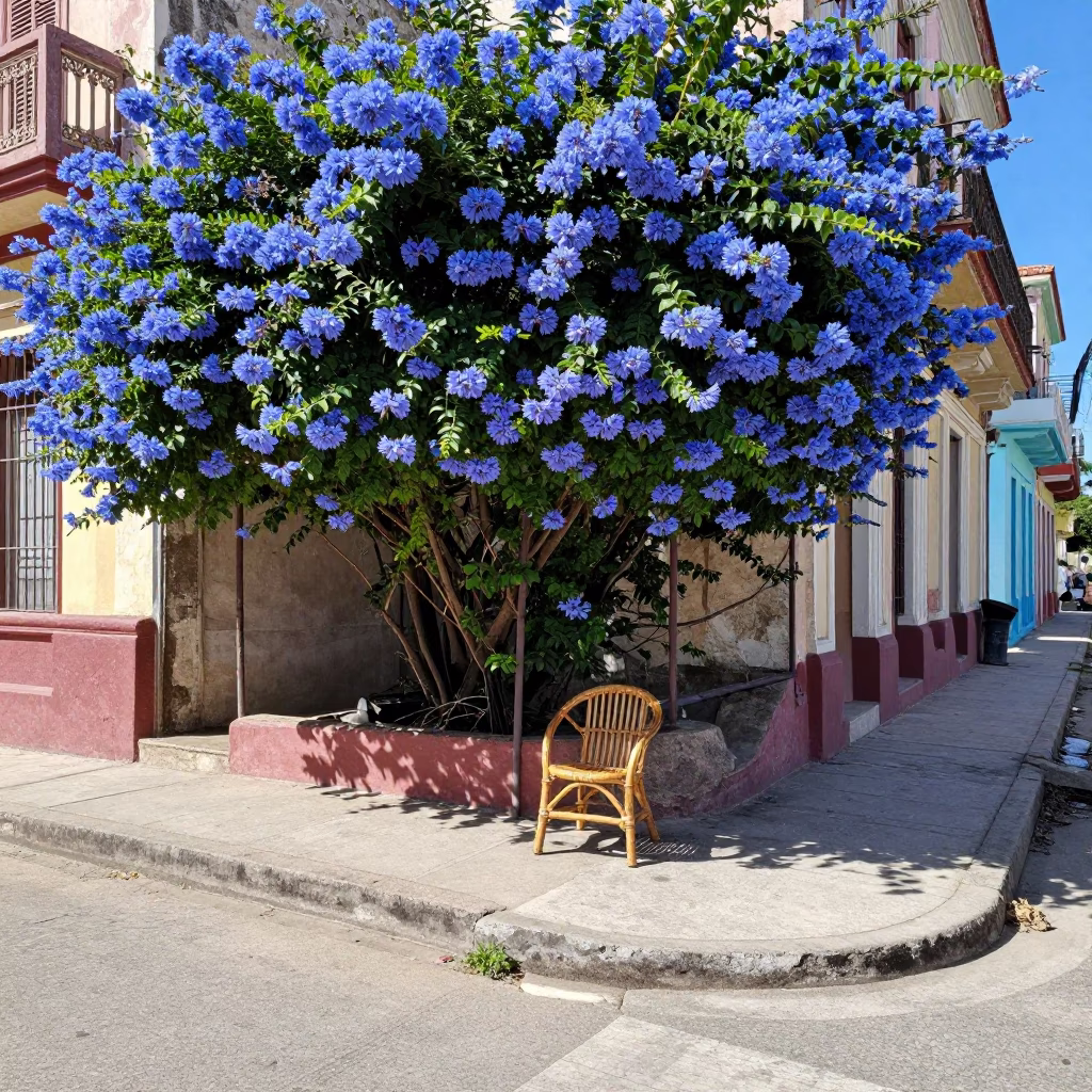 Bright Midmorning Havana Street Scene with Plumbago Hedge and Rattan Chair in Cuba in in Havana, Cuba