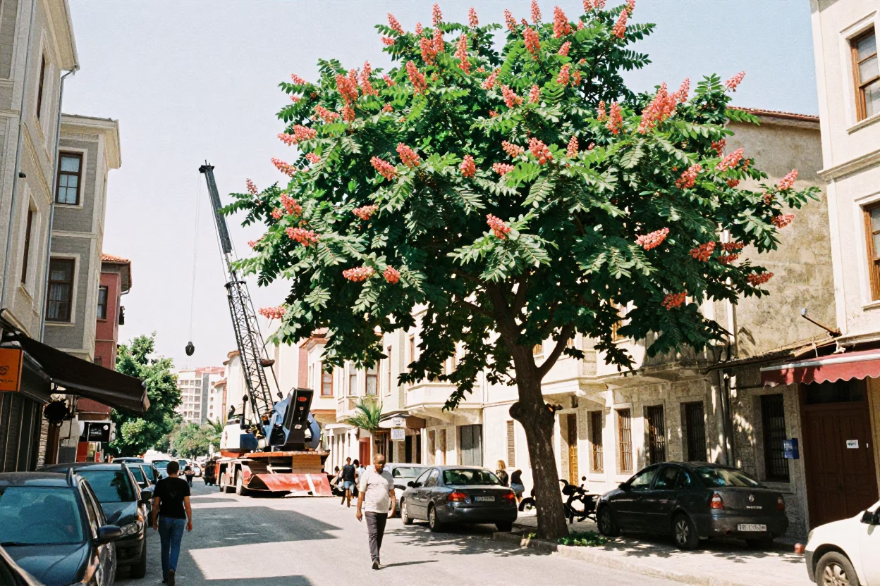 Bright Midmorning Istanbul Street Scene with Chestnut Tree and Construction Activity in in Istanbul, Turkey