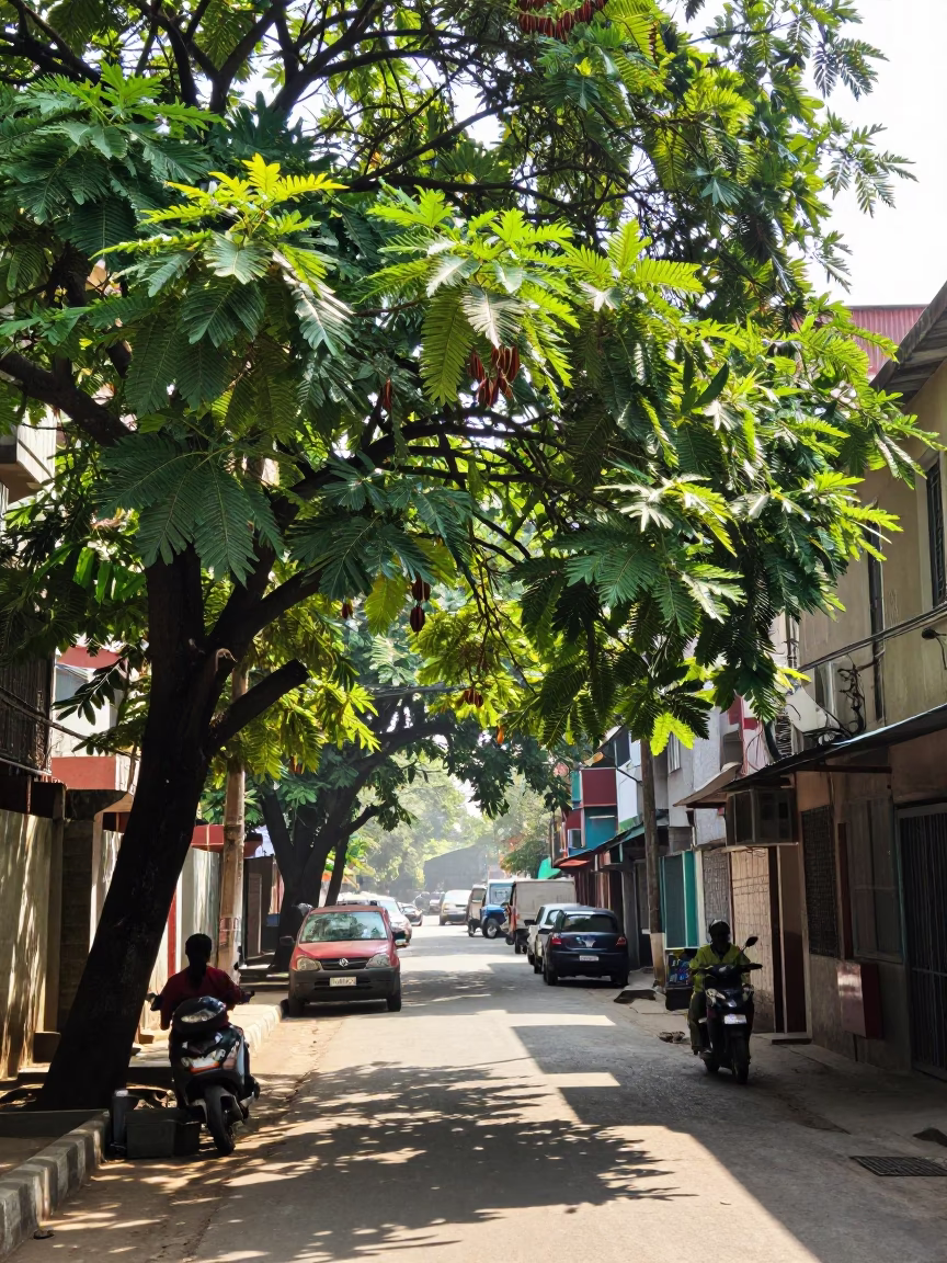 Bright Midmorning Kolkata Street Scene with Tamarind Tree and Heritage Stone Wall in in Kolkata, India