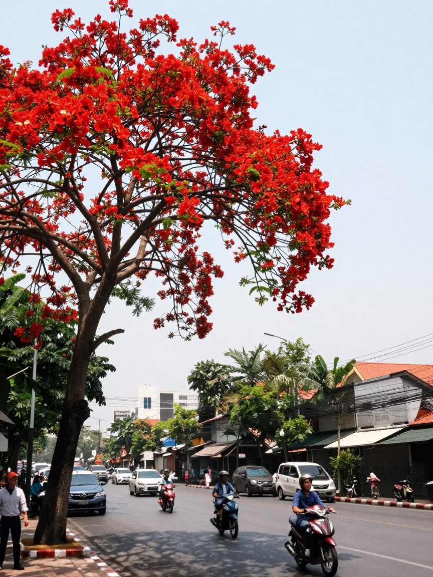 Bright Midmorning Light on Flame Tree in Bangkok in in Bangkok, Thailand