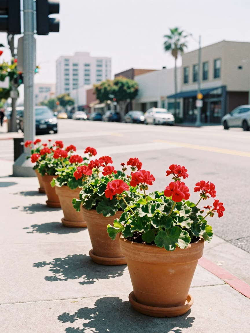 Bright Midmorning Los Angeles Street Scene with Geraniums and Urban Architecture in in Los Angeles, California, United States