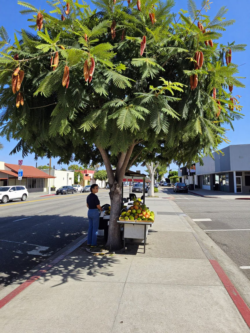 Bright Midmorning Los Angeles Street Scene with Tamarind Tree and Apricots in in Los Angeles, California, United States