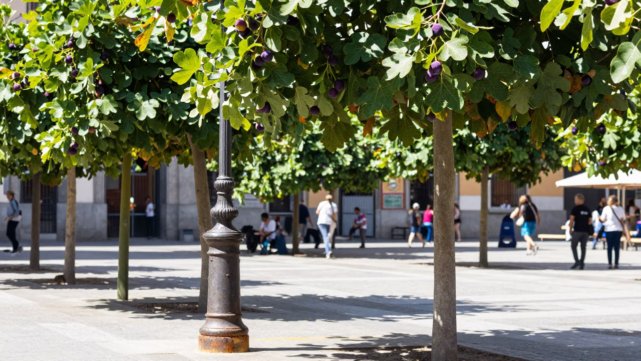 Bright Midmorning Madrid Street Scene with Fig Tree and Rusty Lamp Post in in Madrid, Spain