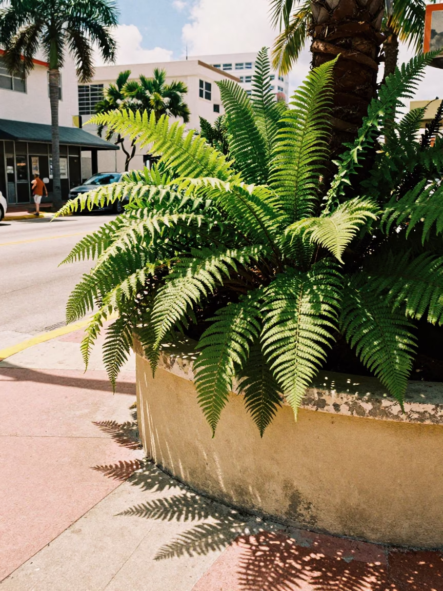 Bright Midmorning Miami Street Scene with Fern Fronds and Local Market Anticuchos in in Miami, Florida, United States