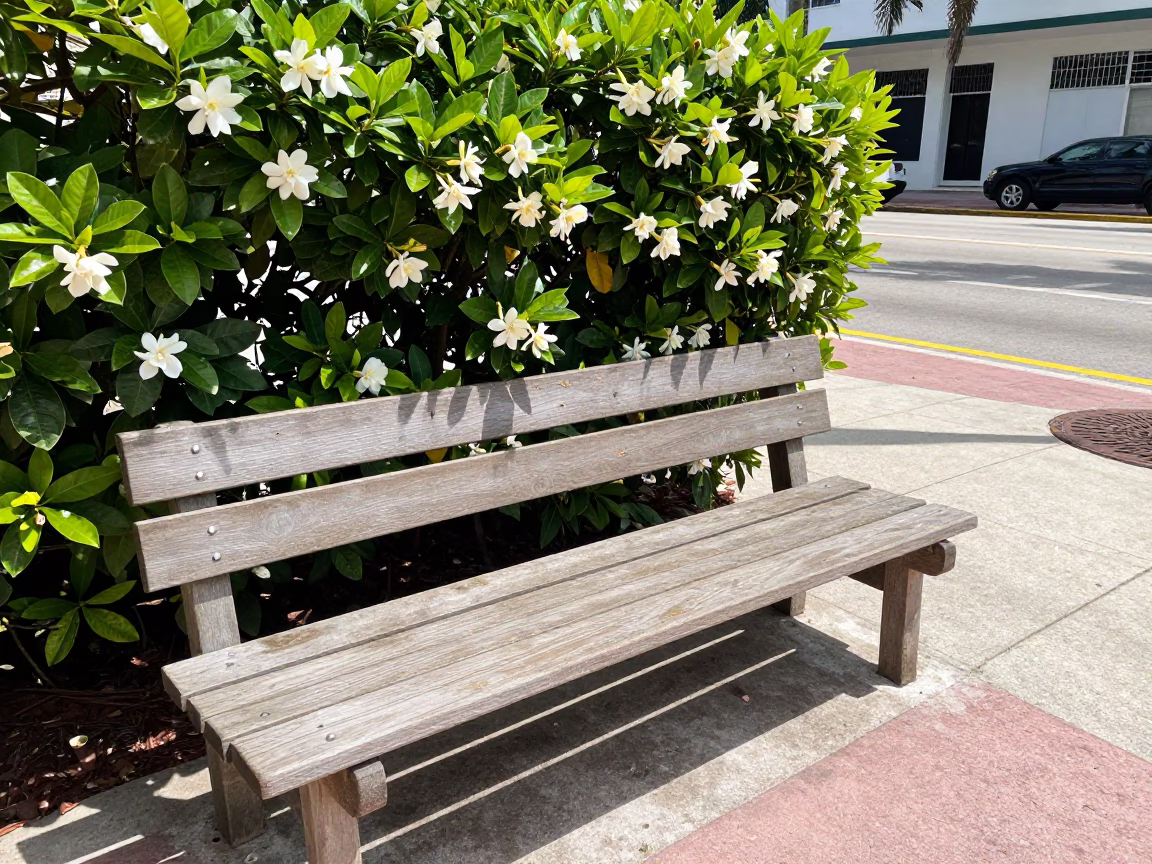 Bright Midmorning Miami Street Scene with Gardenia Bush and Paint Flecks on Bench in in Miami, Florida, United States