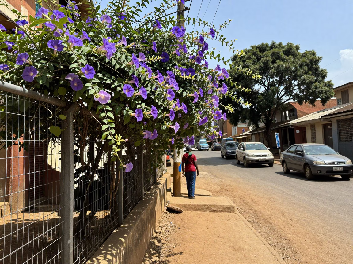 Bright Midmorning Nairobi Street Scene with Morning Glory Fence and Classic Bus in in Nairobi, Kenya