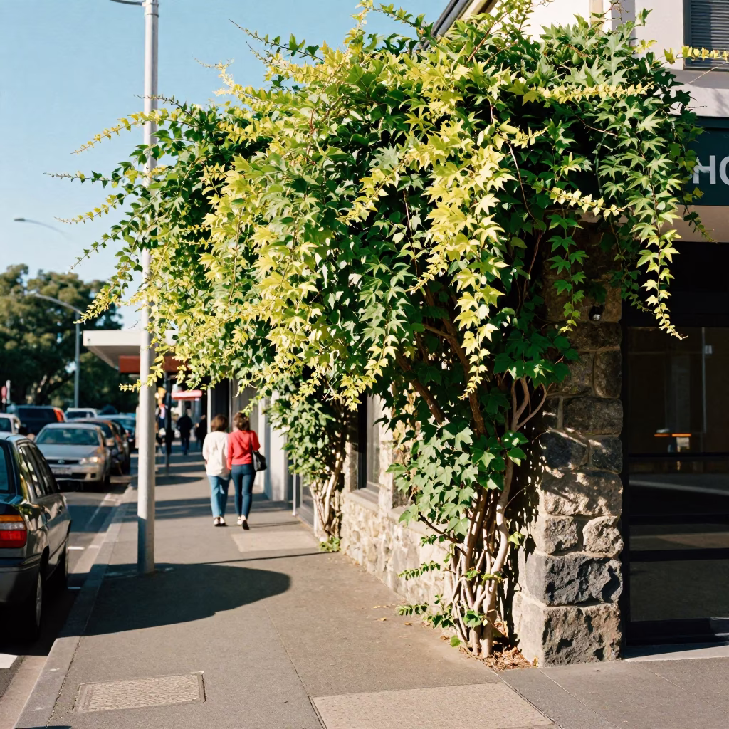 Bright Midmorning Perth Street Scene with Climbing Clematis Vine and Local Life in in Perth, Western Australia, Australia