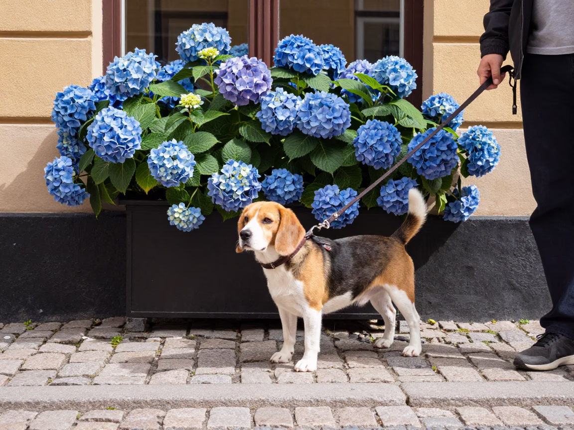 Bright Midmorning Scene in Stockholm Sweden with Beagle and Hydrangeas in in Stockholm, Sweden