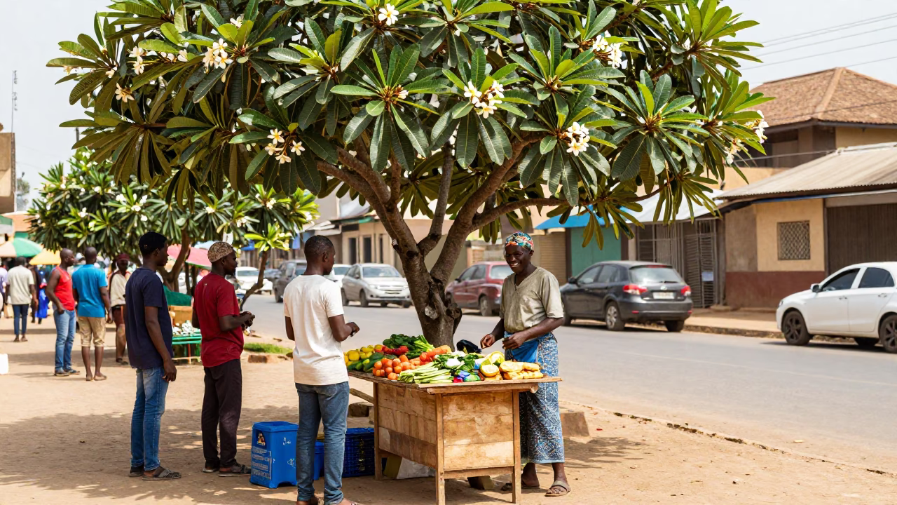Bright Midmorning Street Scene in Accra Ghana with Frangipani Tree Bloom in in Accra, Ghana