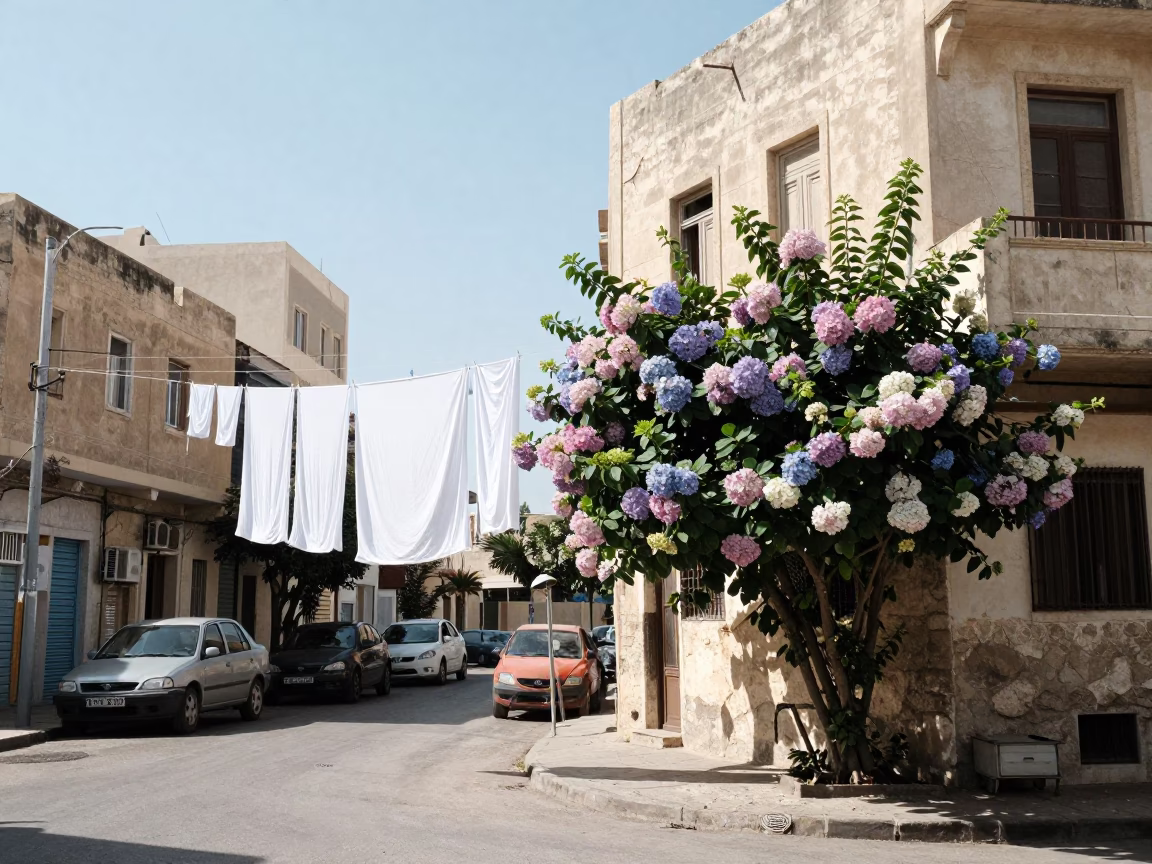 Bright Midmorning Street Scene in Alexandria Egypt with Clothesline and Hydrangea Bush in in Alexandria, Egypt