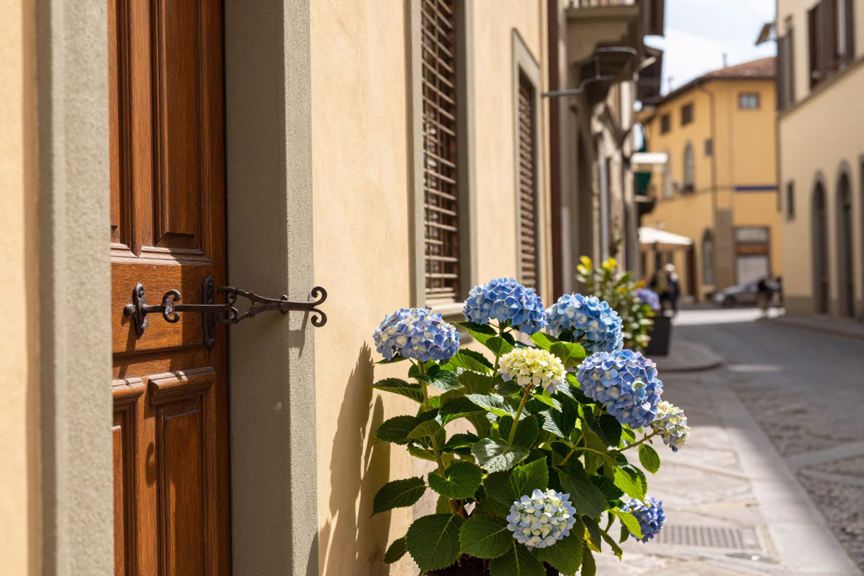 Bright Midmorning Street Scene in Florence Italy with Hydrangeas and Latch in in Florence, Italy