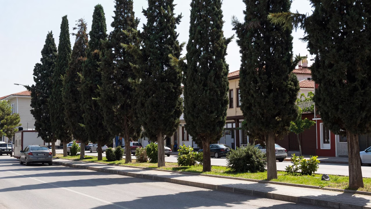 Bright Midmorning Street Scene in Izmir Turkey with Cypress Trees and Local Market Activity in in Izmir, Turkey
