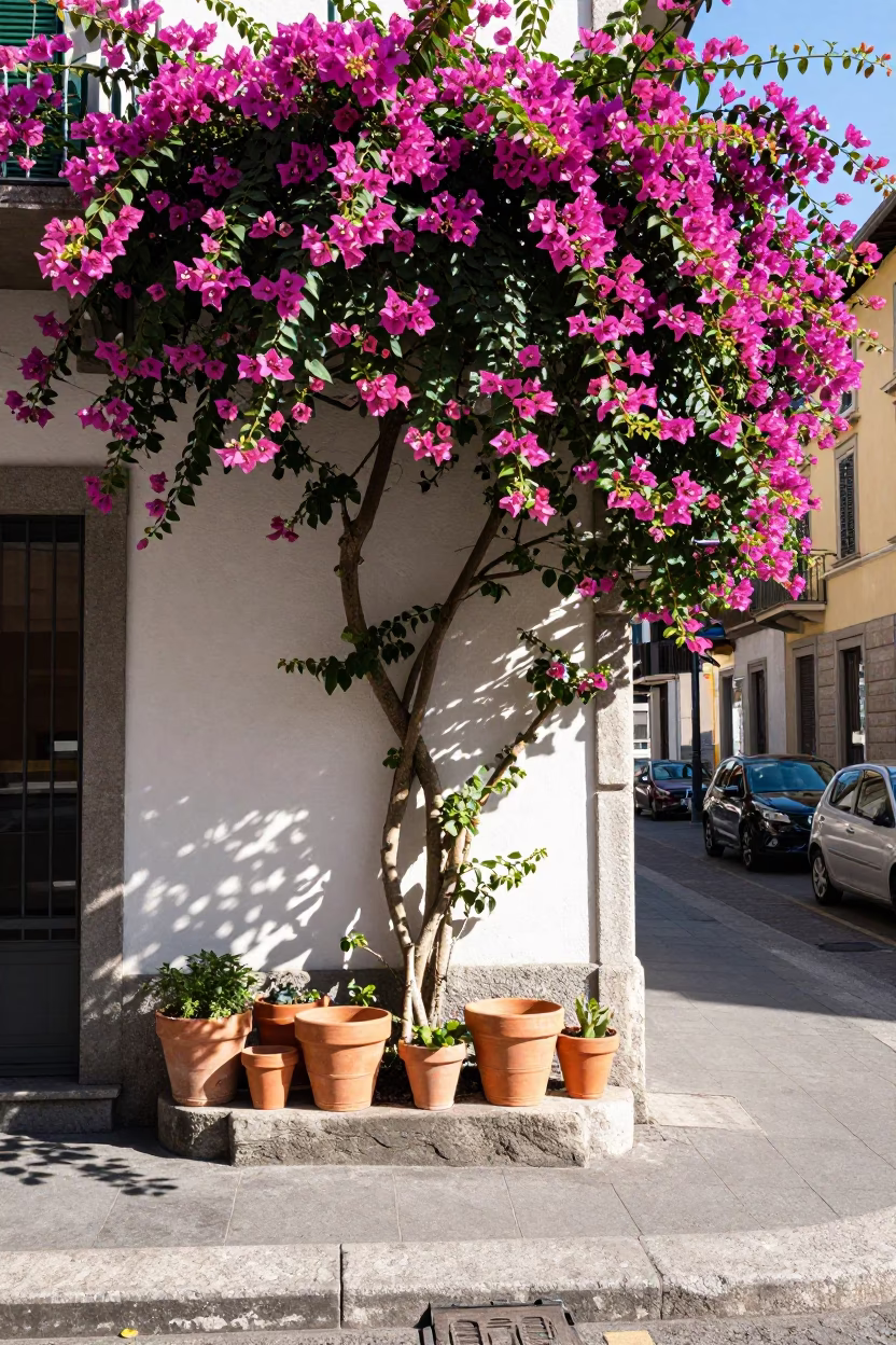 Bright Midmorning Street Scene in Milan Italy with Bougainvillea and Local Life in in Milan, Italy