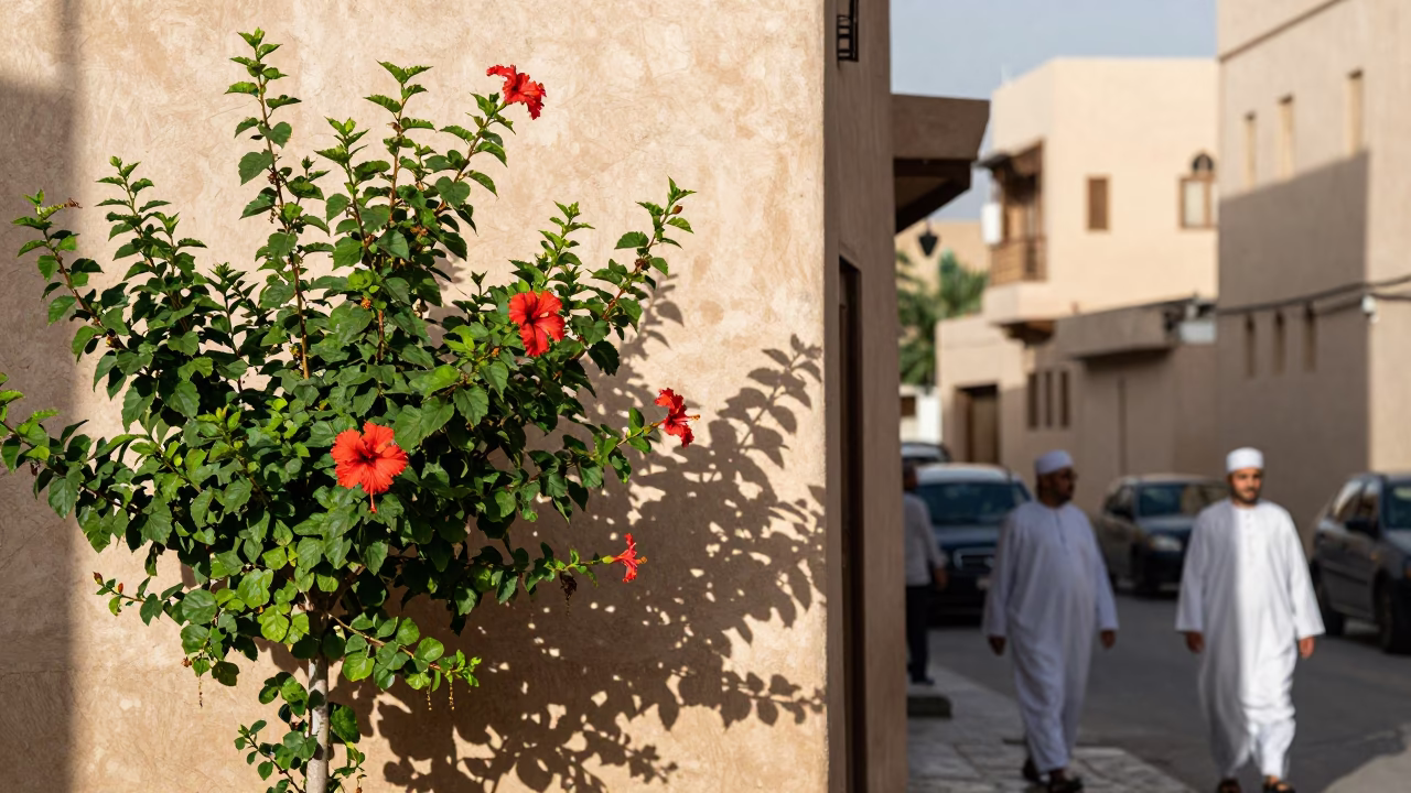 Bright Midmorning Street Scene in Muscat Oman with Hibiscus and Traditional Architecture in in Muscat, Oman