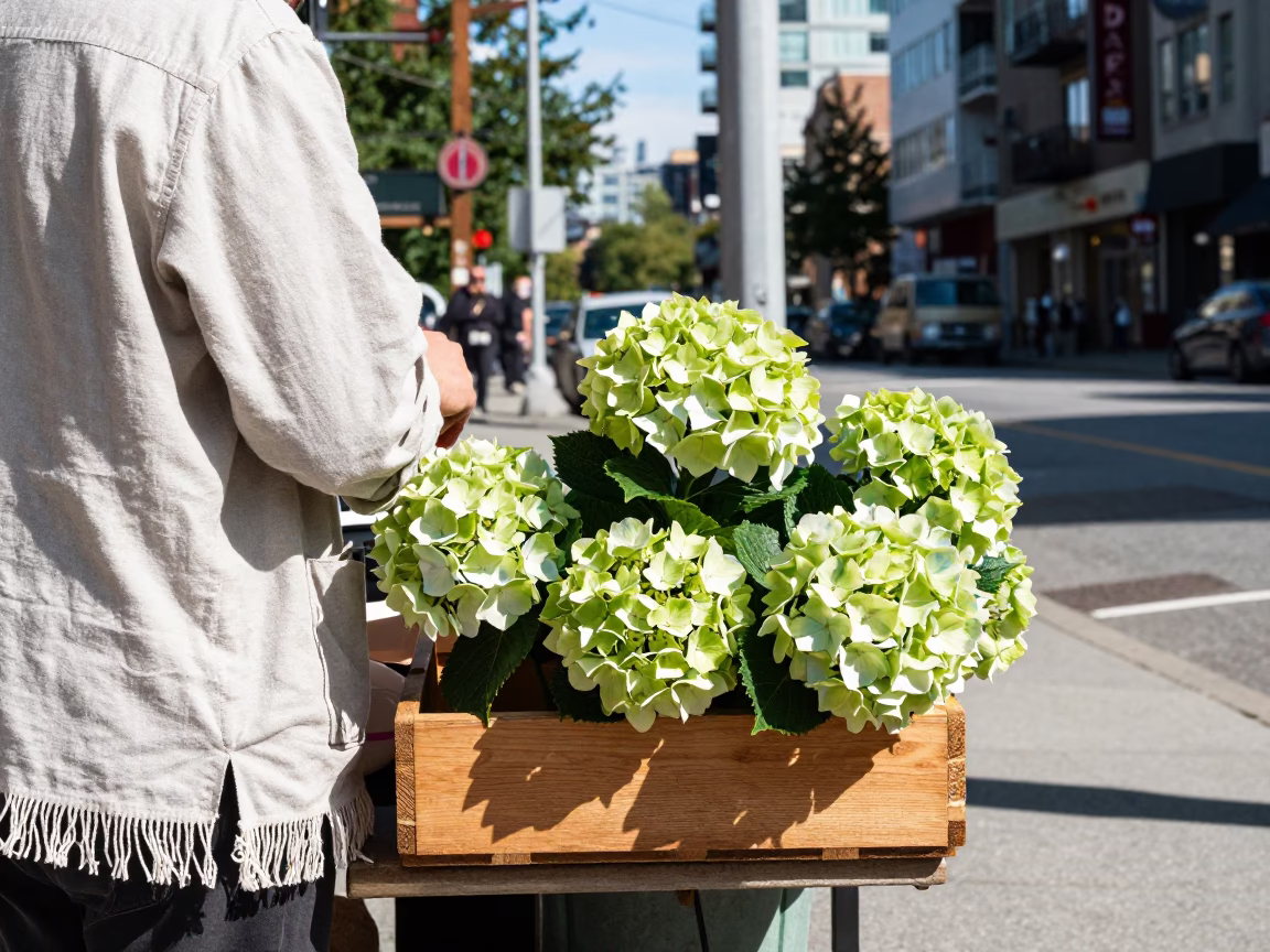 Bright Midmorning Vancouver Street Scene with Linen Fringe and Hydrangeas in in Vancouver, British Columbia, Canada