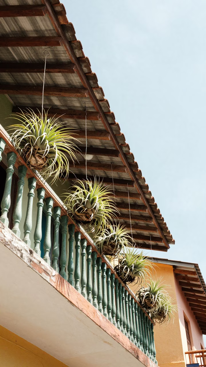 Bright Noon Sunlight on Colorful Medellín Balcony with Air Plants and Urban View in in Medellin, Colombia