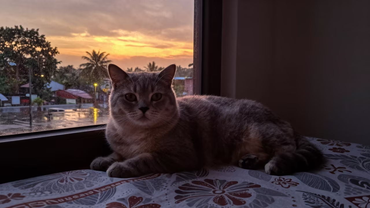British Shorthair Cat on Kozhikode Bedspread at Sunset in on a bedspread near a bright window with calm indoor light in Kozhikode
