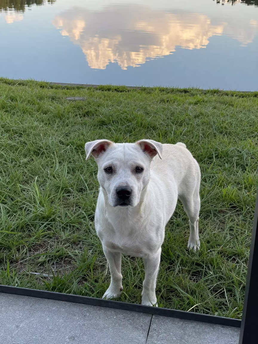 Brittany Dog on Shaded Porch Overlooking Water in in a small yard with clipped grass, calm light, and the animal centered in frame near Nagoya