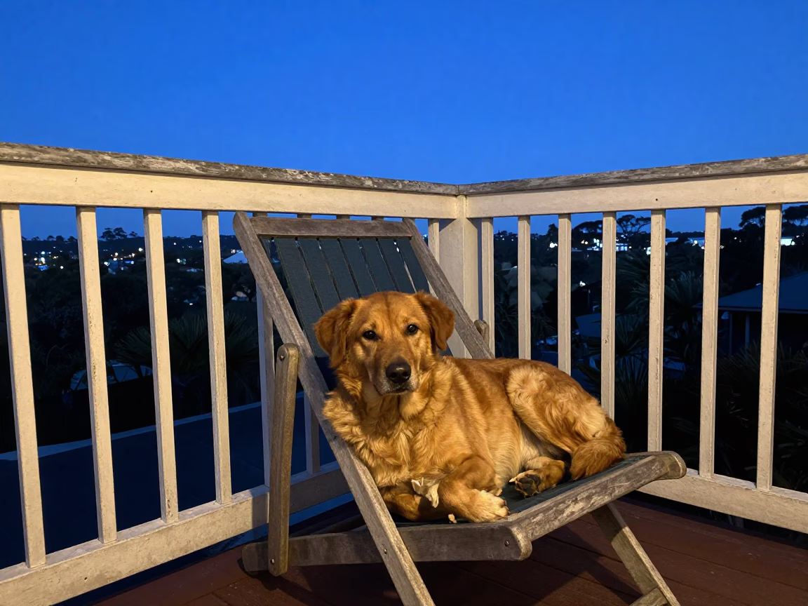 Brown Dog in Perth in in Perth, Western Australia, Australia