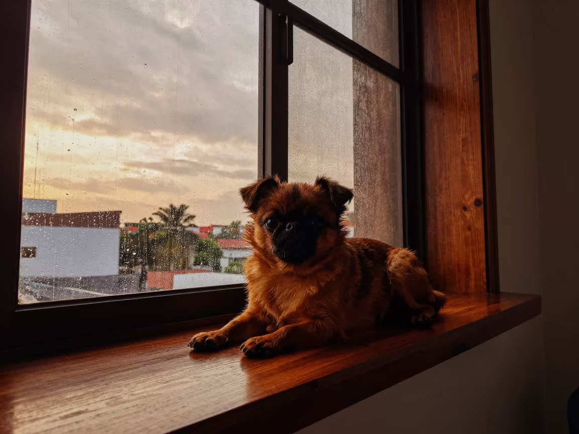 Brussels Griffon on Window Seat in Amber Sunset Light in on a window seat in a quiet apartment with soft side light in Barranquilla