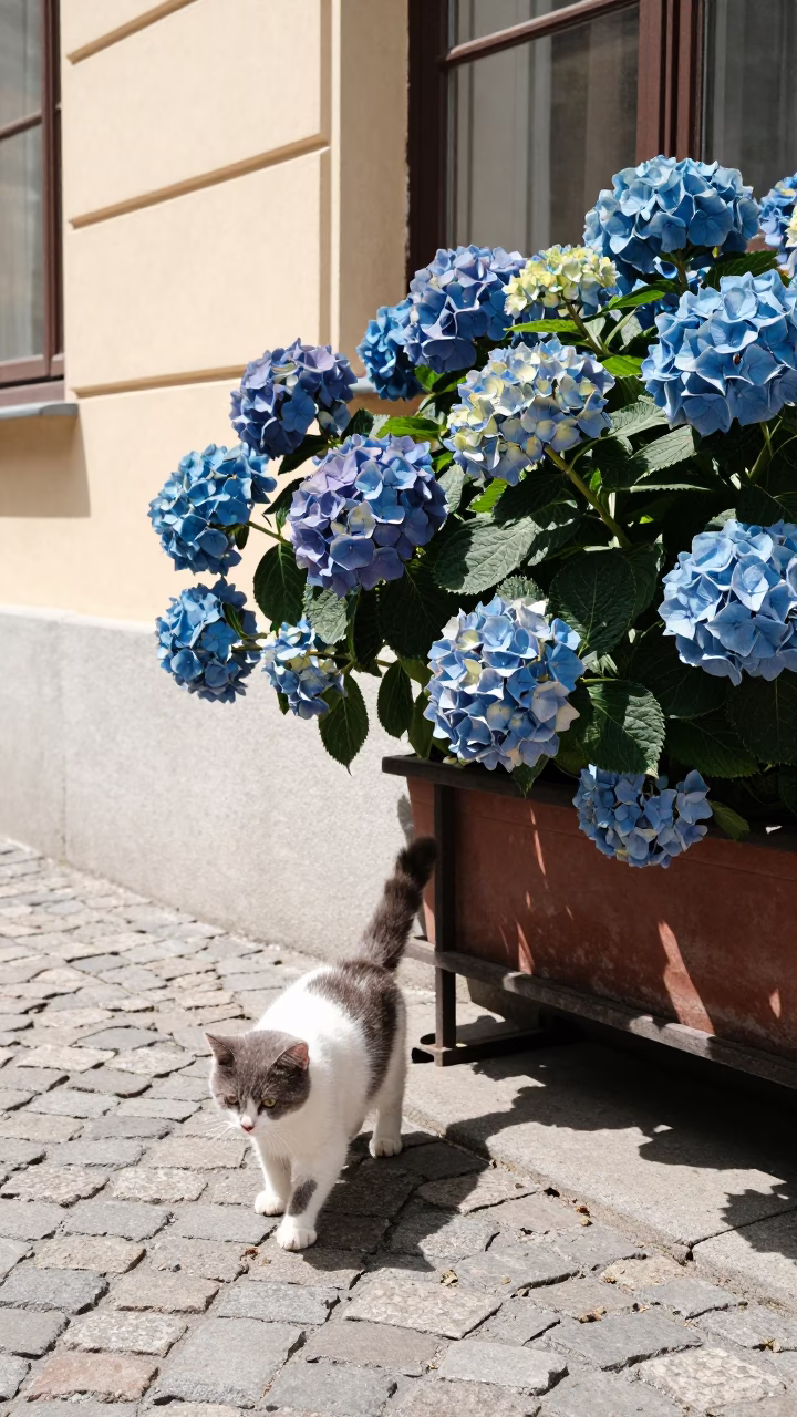 Budapest Street Scene with Munchkin Cat and Hydrangeas at Midday in in Budapest, Hungary