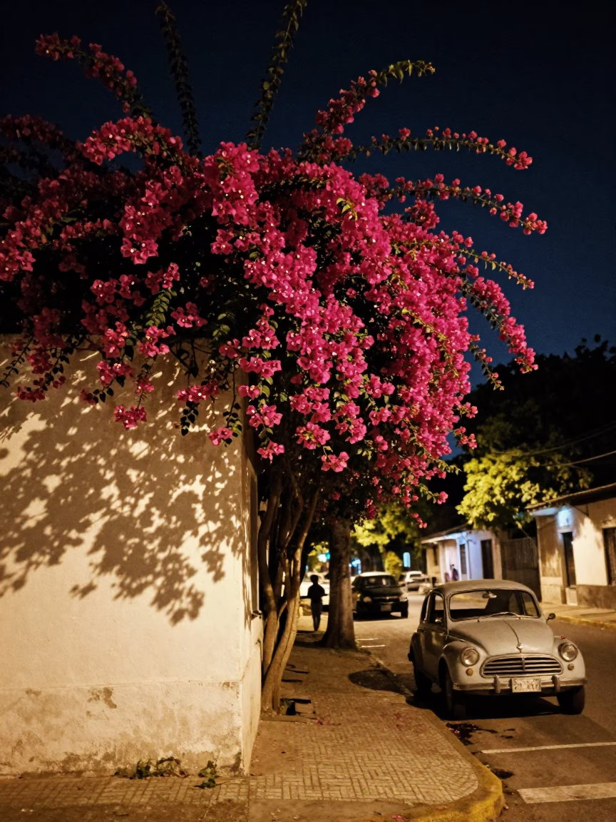 Buenos Aires Night Street Scene with Bougainvillea and Vintage Car in in Buenos Aires, Argentina