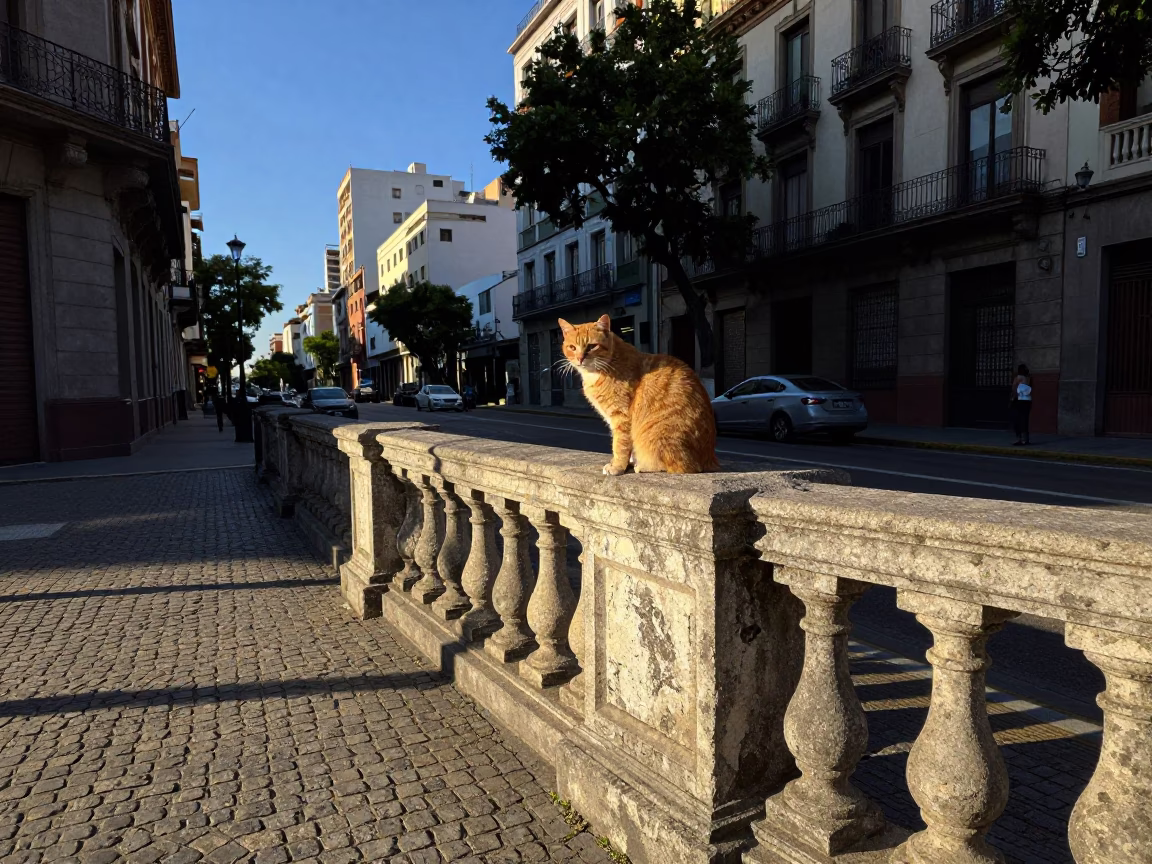 Buenos Aires Street Scene Late Afternoon Light with Ginger Cat and Orange Peel in in Buenos Aires, Argentina