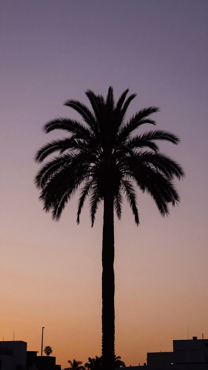 Buenos Aires Sunset Palm Tree Silhouette Against Warm Sky in in Buenos Aires, Argentina