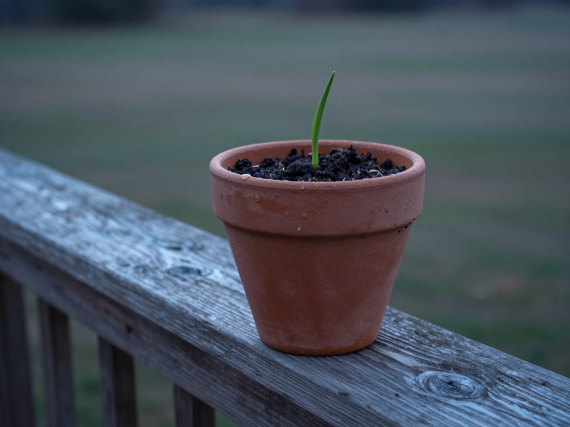 Bulb Planter in Austin in in Austin, United States