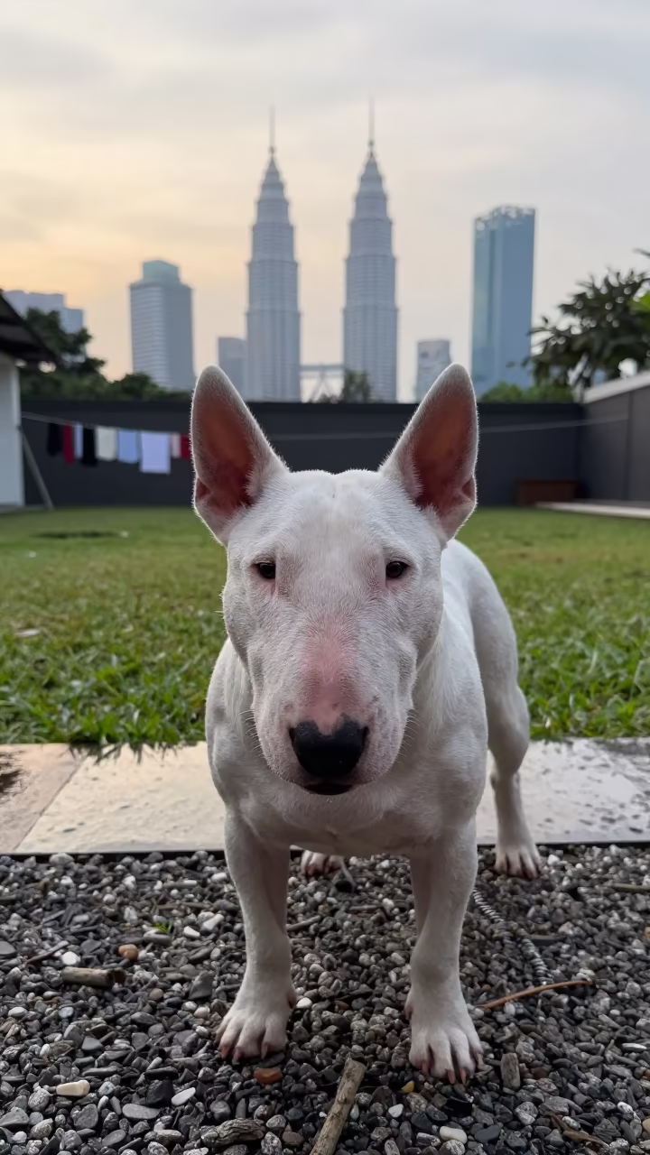 Bull Terrier on Shaded Porch at Dawn in in a small yard with clipped grass, calm light, and the animal centered in frame near Kuala Lumpur