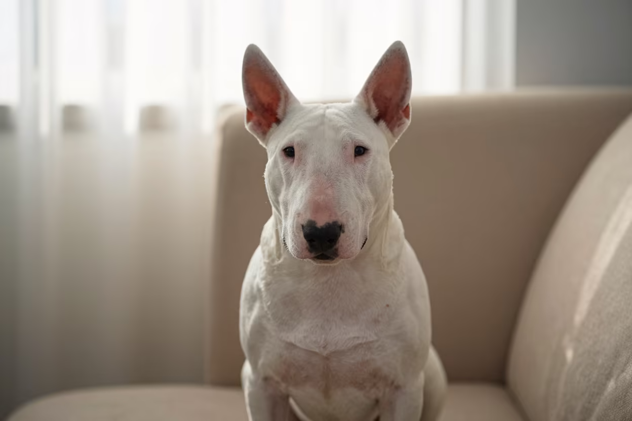 Bull Terrier Portrait on Sofa in Thu Duc in on a sofa near a curtained window with calm indoor light in Thủ Đức