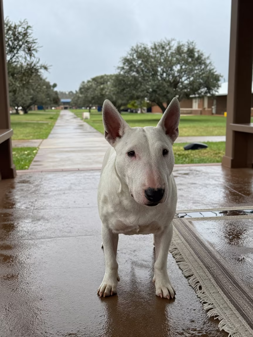 Bull Terrier Resting on Porch After Rain in along a quiet park path with soft open shade and a clean background near Francistown