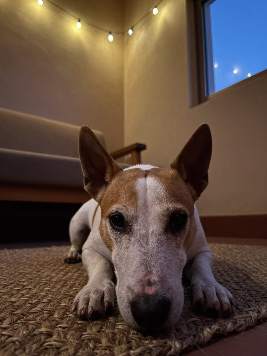 Bull Terrier Twilight Rest on Woven Rug in on a woven rug beside a low couch and an uncluttered wall near Omdurman
