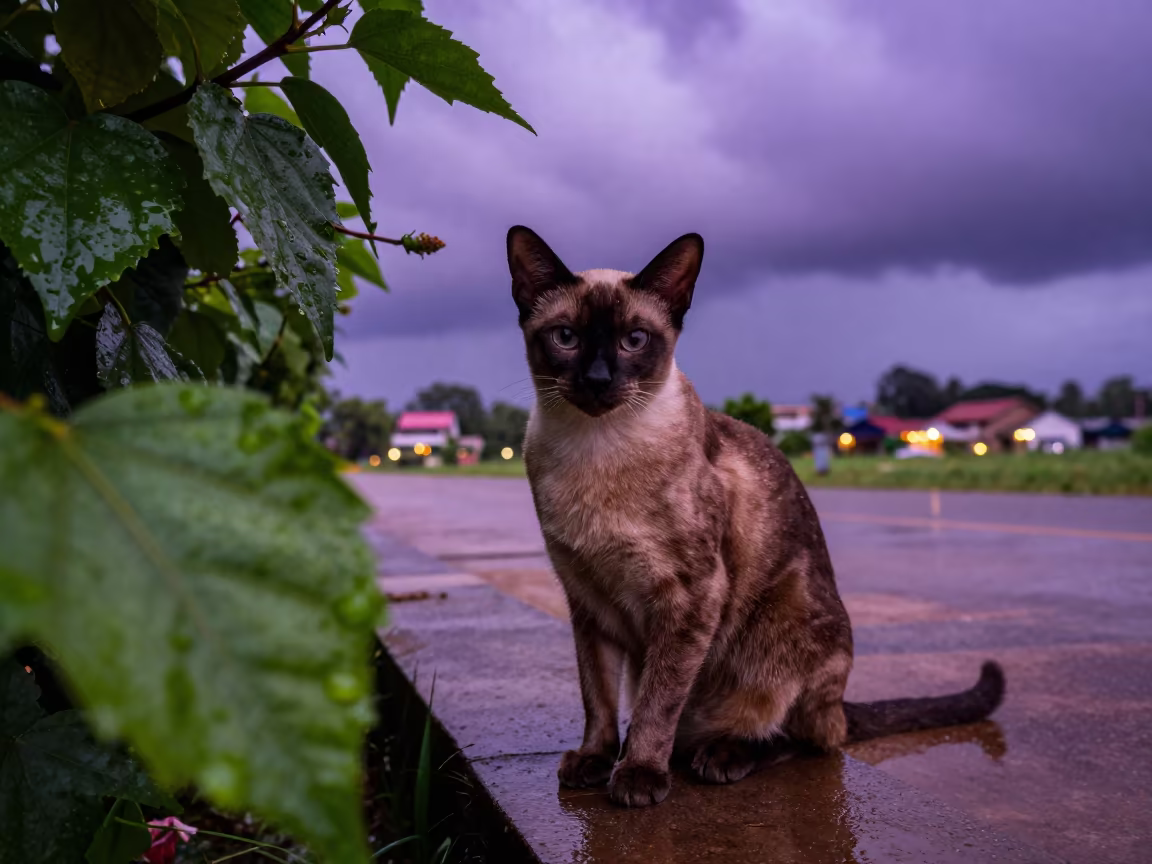 Burmese Cat at Garden Edge in Cabimas Wet Season in near a garden edge with soft morning light and an uncluttered background in Cabimas