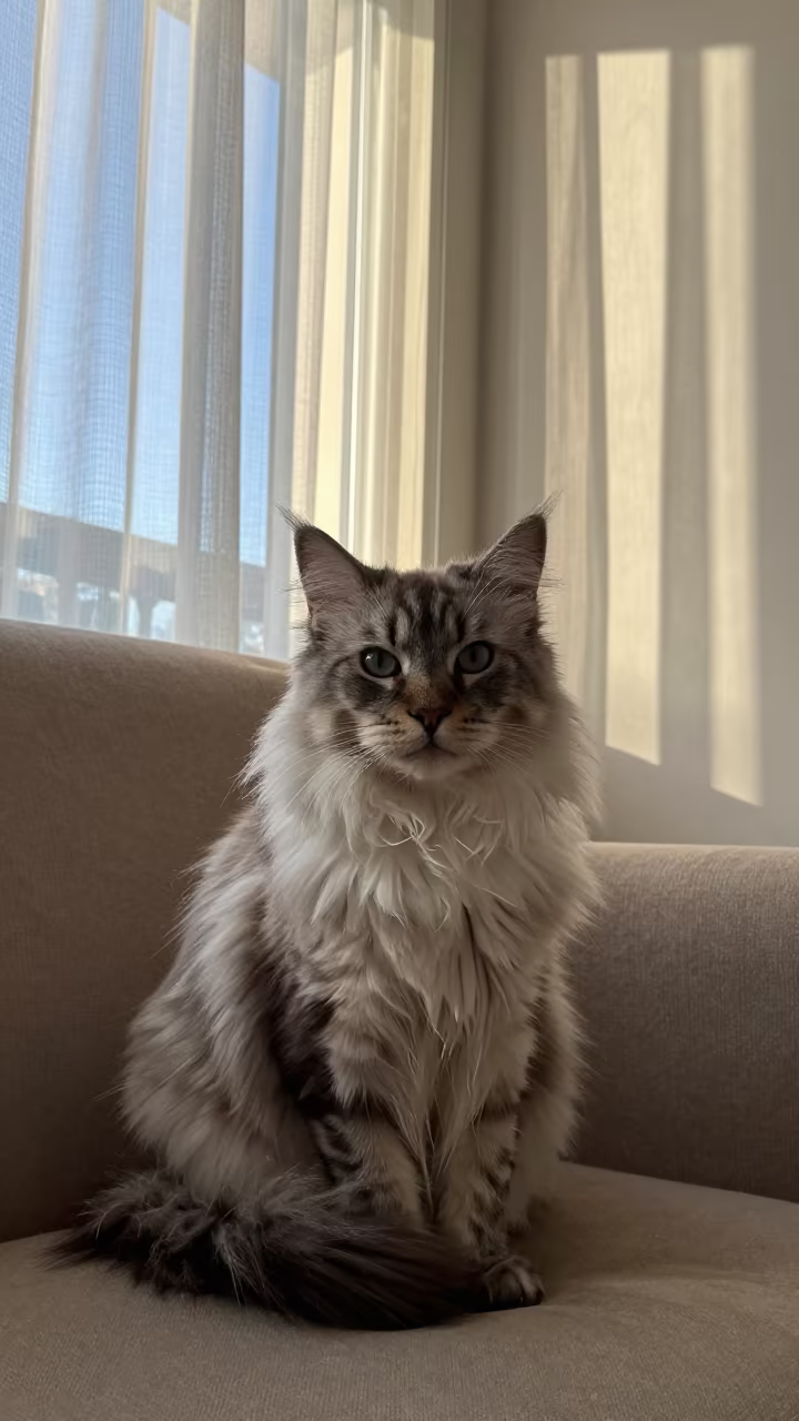 Burmilla Longhair Portrait on Sofa Near Window in on a sofa near a curtained window with calm indoor light in Isla Margarita
